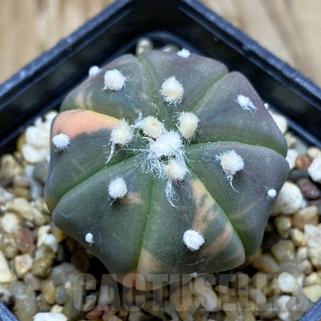 SH15124 Astrophytum asterias ‘Red Purple Skin’ f. variegata