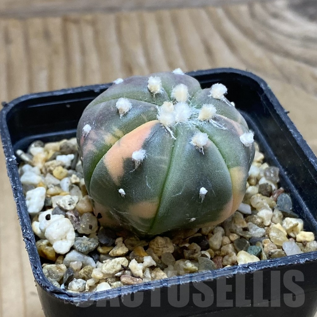 SH15124 Astrophytum asterias ‘Red Purple Skin’ f. variegata - immagine 2