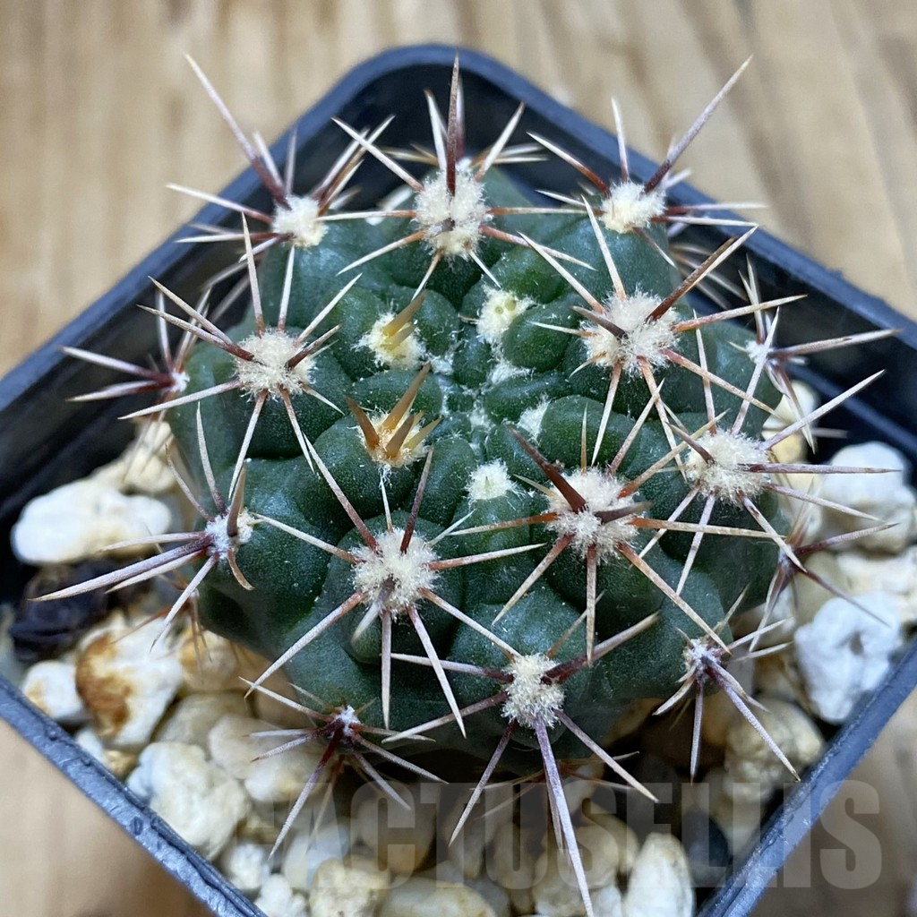 SH15128 Gymnocalycium platense v. ventanicola P94