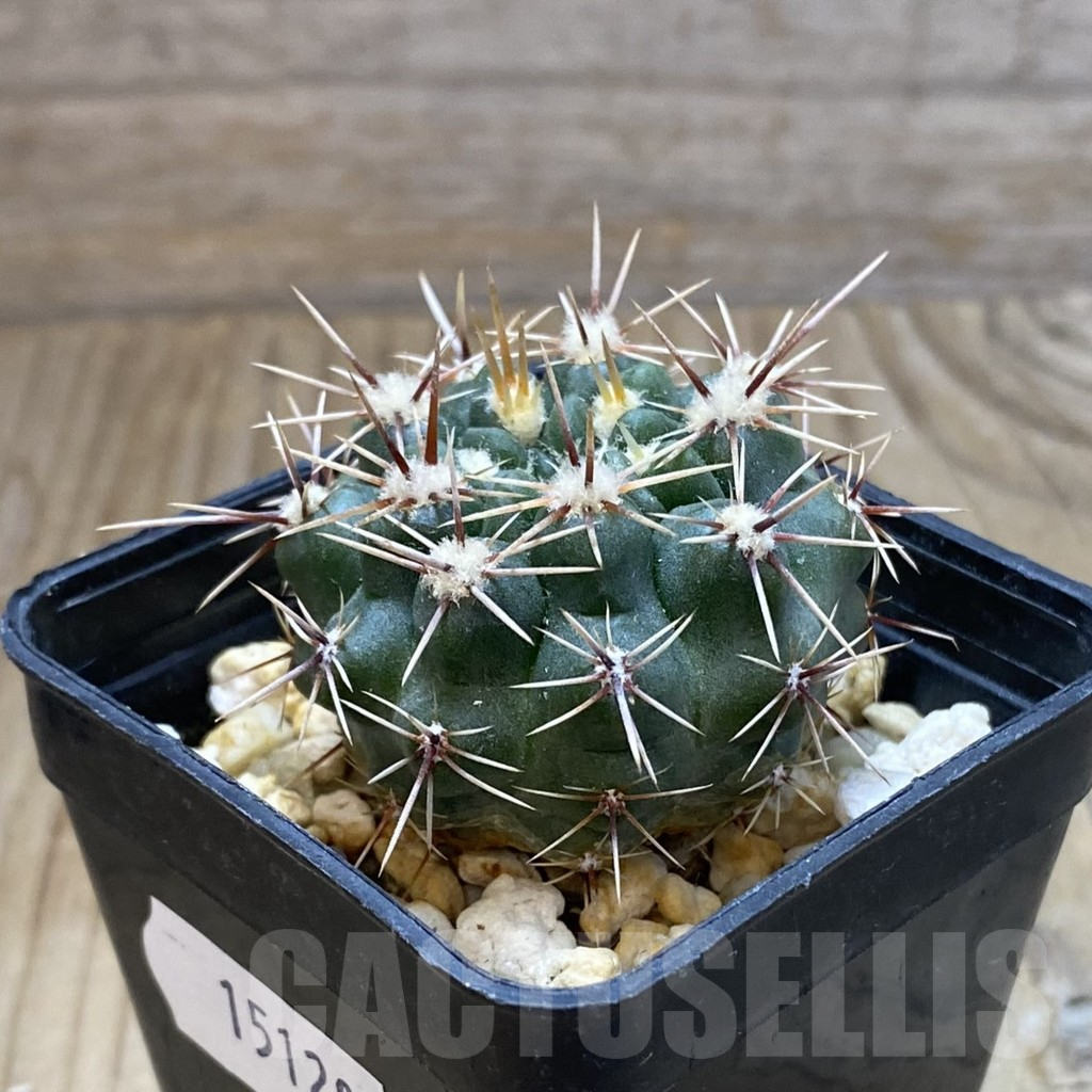 SH15128 Gymnocalycium platense v. ventanicola P94 - Image 2