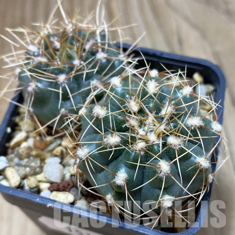 SH15116 Gymnocalycium gaponii 2 plants, seedling