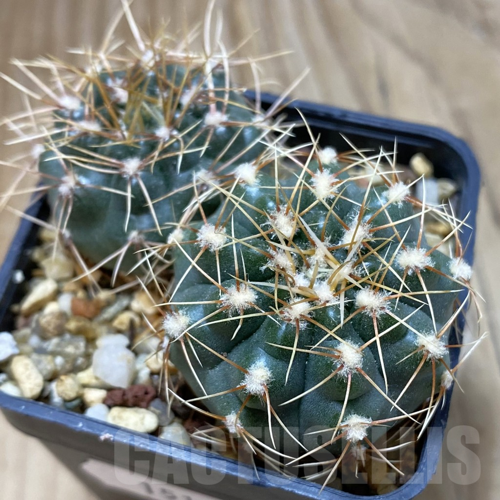 SH15116 Gymnocalycium gaponii 2 plants, seedling