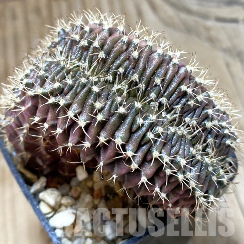 SH15133 Gymnocalycium mihanovichii f. cristata