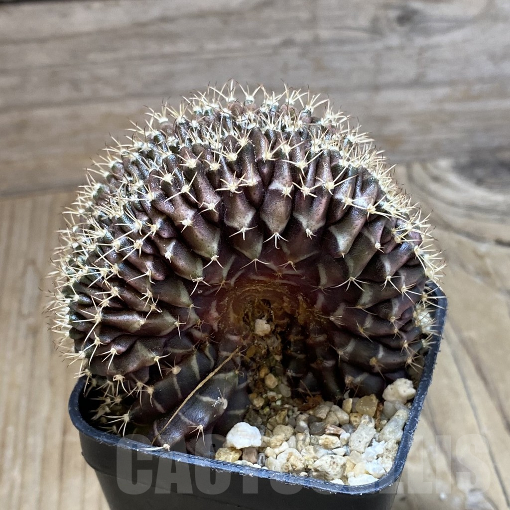 SH15133 Gymnocalycium mihanovichii f. cristata - Image 2
