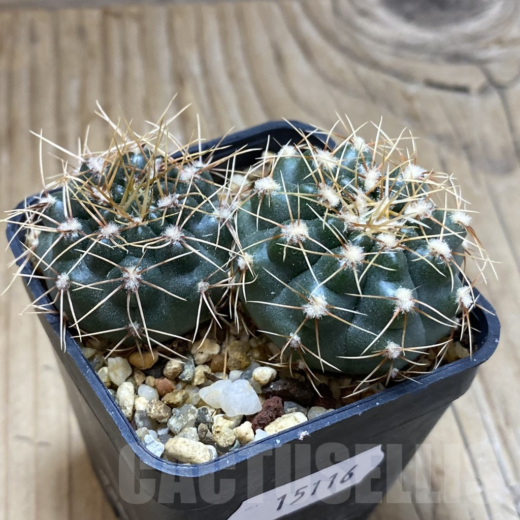 SH15116 Gymnocalycium gaponii 2 plants, seedling - Image 2