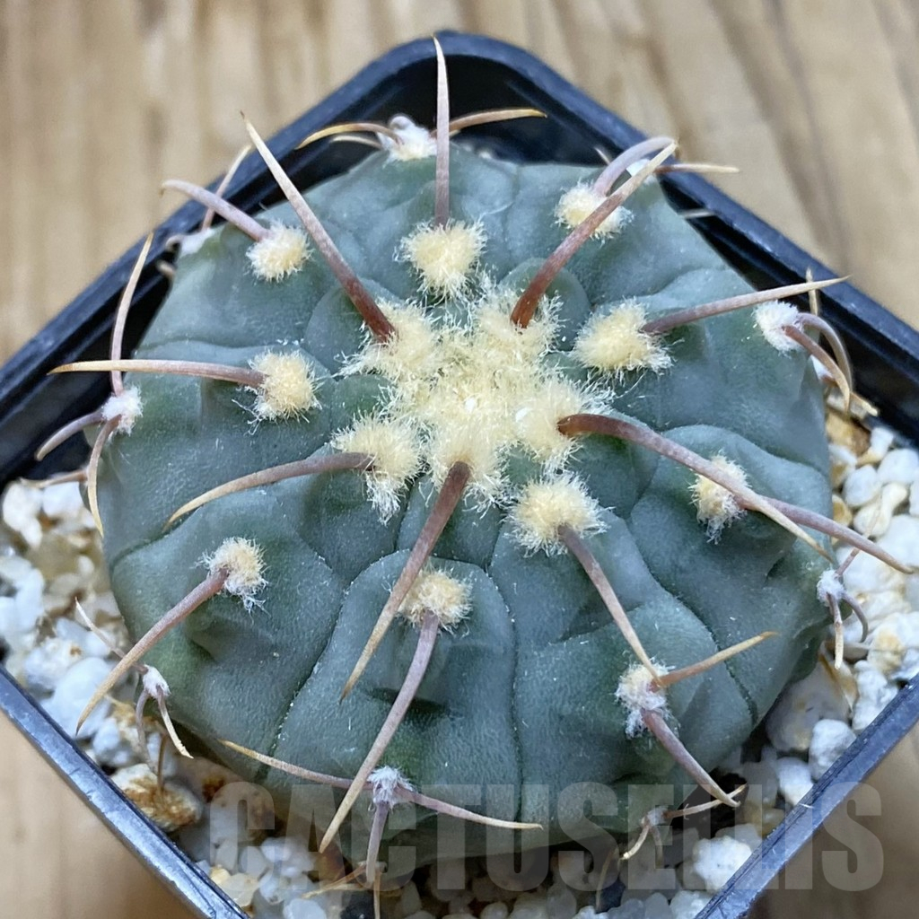 SH15134 Gymnocalycium vatteri, selection