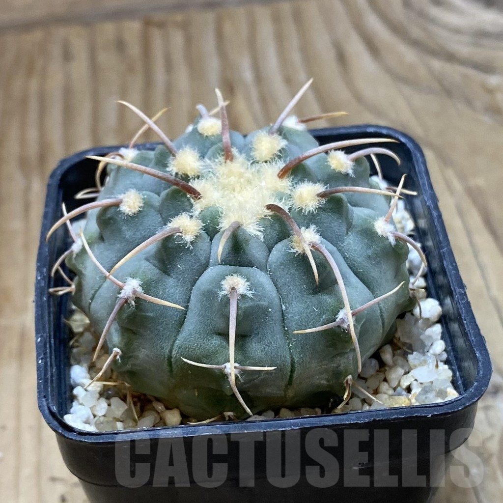 SH15134 Gymnocalycium vatteri, selection - Image 2