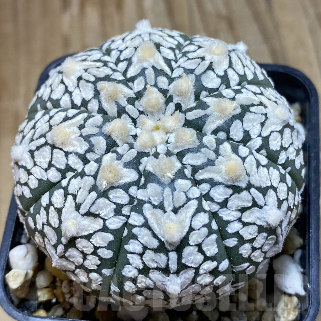 SH15136 Astrophytum asterias ‘Super Kabuto’ V-type