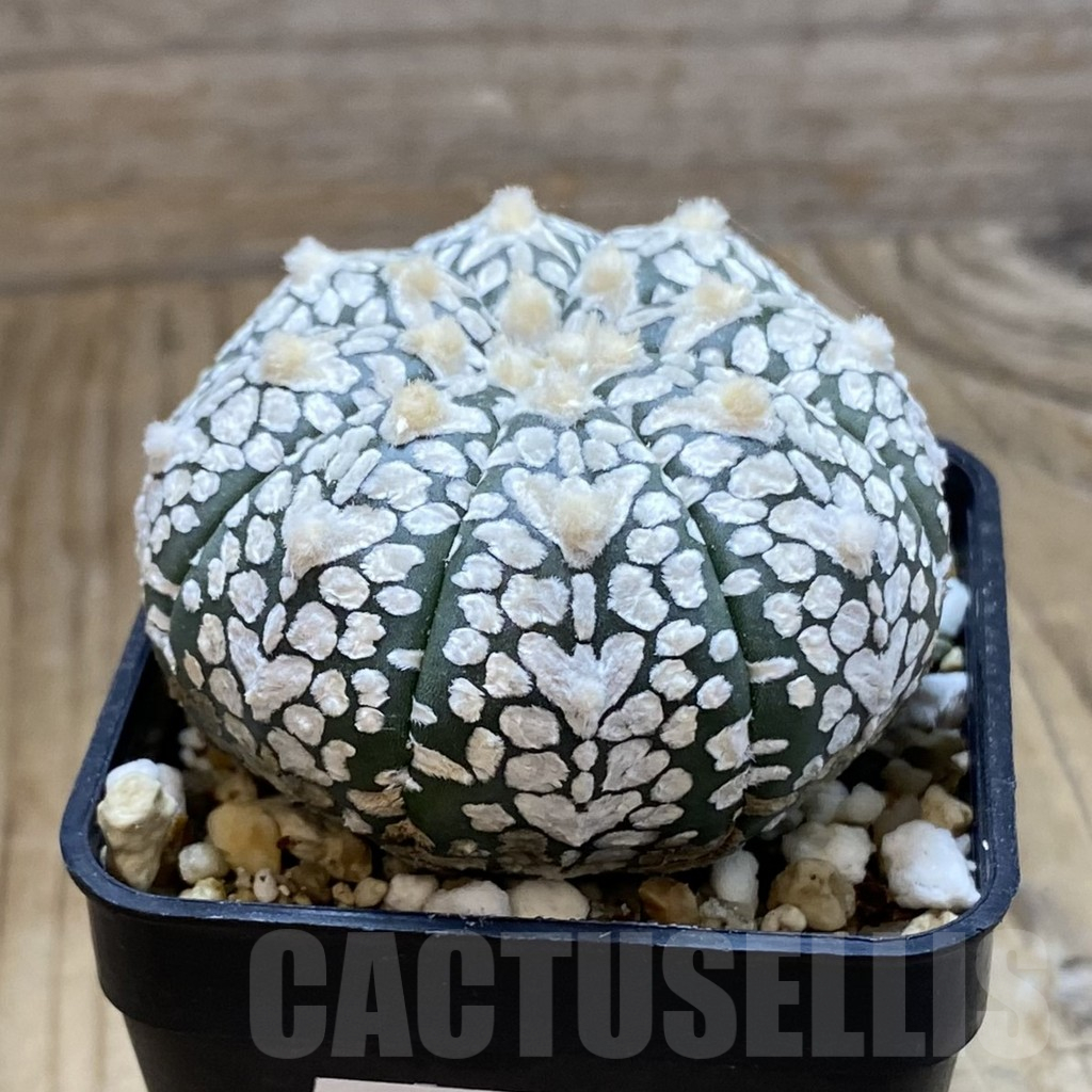 SH15136 Astrophytum asterias ‘Super Kabuto’ V-type – Image 2