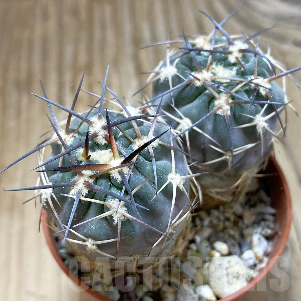SH15117 Acanthocalycium glaucum 2 plants