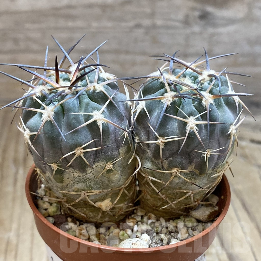 SH15117 Acanthocalycium glaucum 2 plants - Image 2