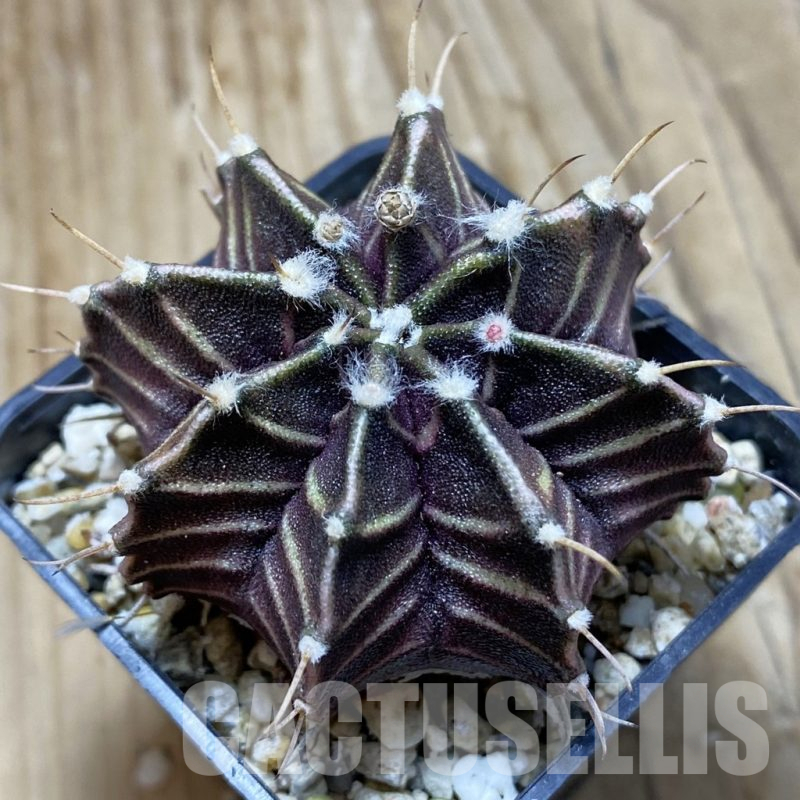 SH15254 Gymnocalycium mihanovichii ‘Zebra’