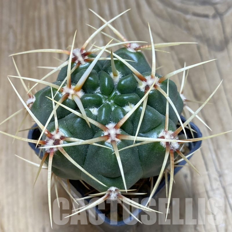 SH15256 Gymnocalycium monvillei, hard spines