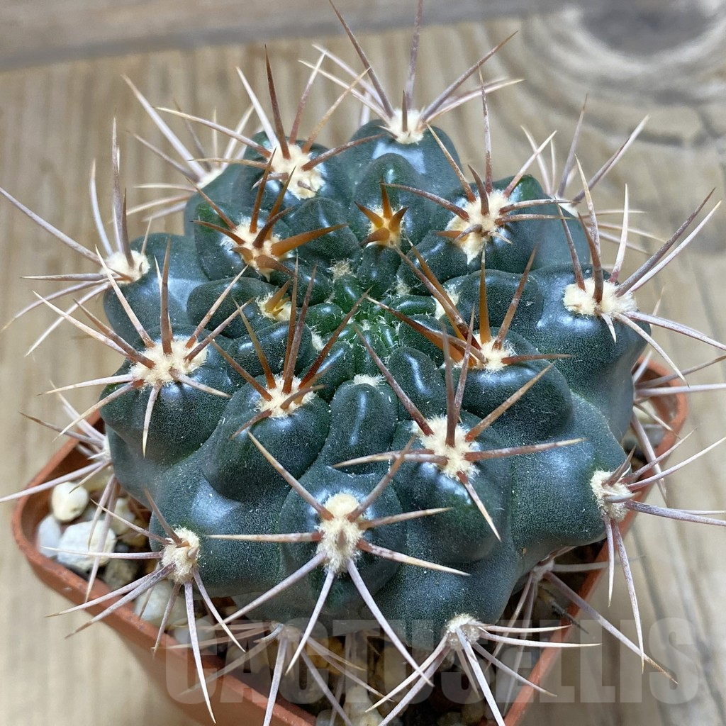 SH15257 Gymnocalycium neuhuberi