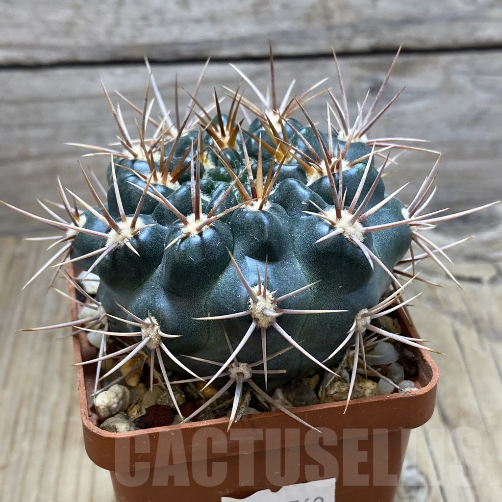 SH15257 Gymnocalycium neuhuberi - Image 2