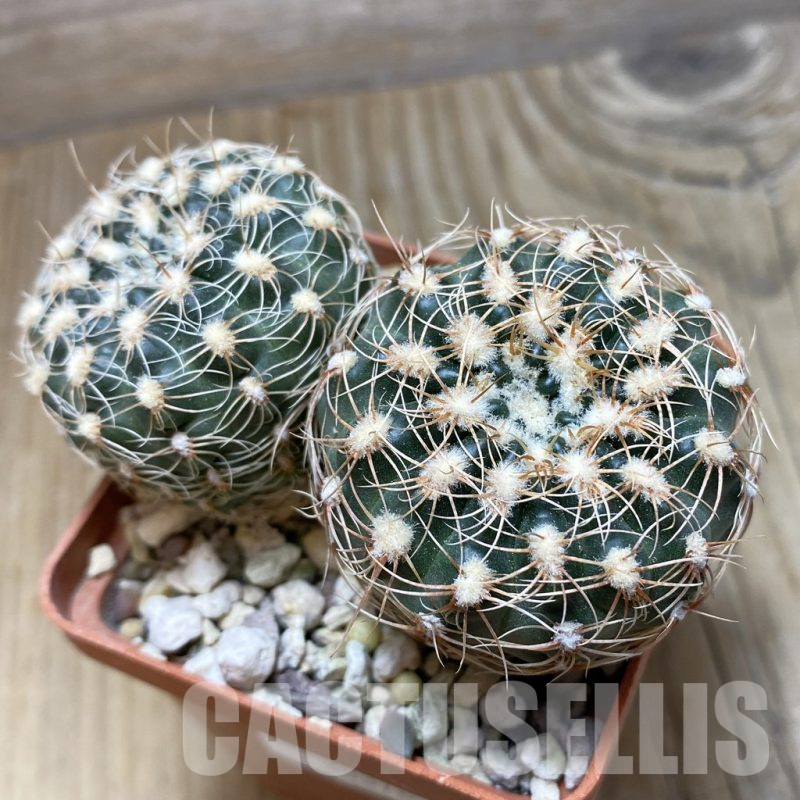 SH15261 Gymnocalycium bruchii seedling, 2 plants
