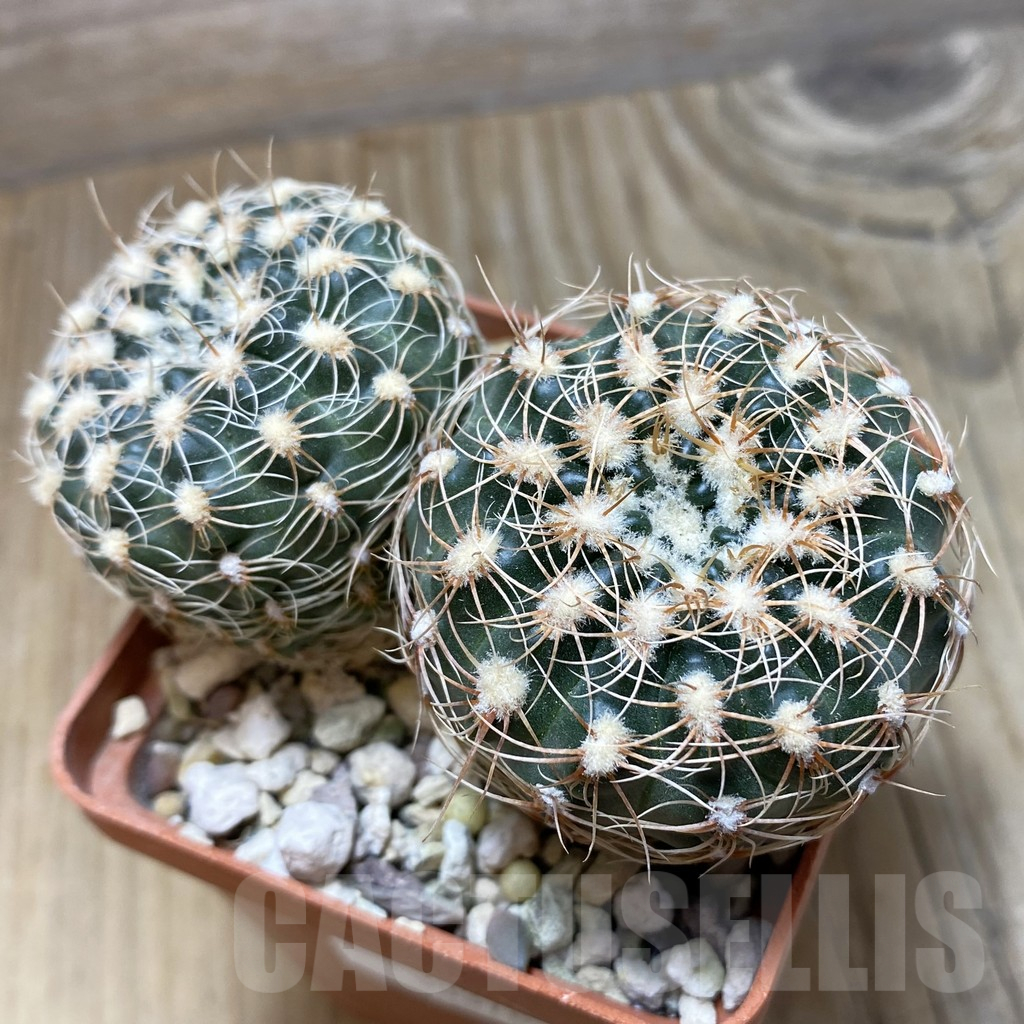SH15261 Gymnocalycium bruchii seedling, 2 plants