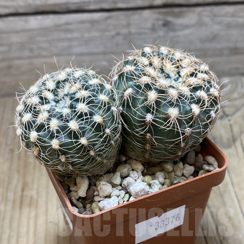 SH15261 Gymnocalycium bruchii seedling, 2 plants - Image 2