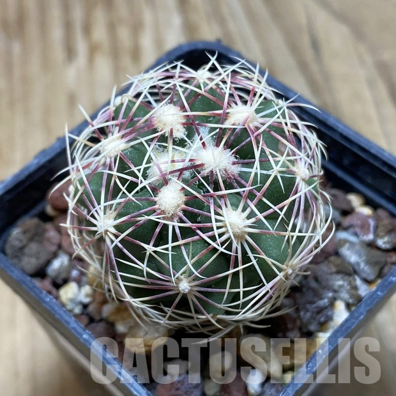 SH15262 Thelocactus bicolor SB 77