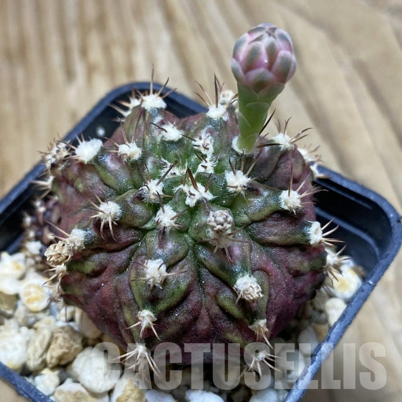 SH15263 Gymnocalycium mihanovichii 'T-Rex'