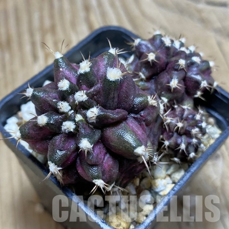 SH15265 Gymnocalycium mihanovichii 'T-Rex'