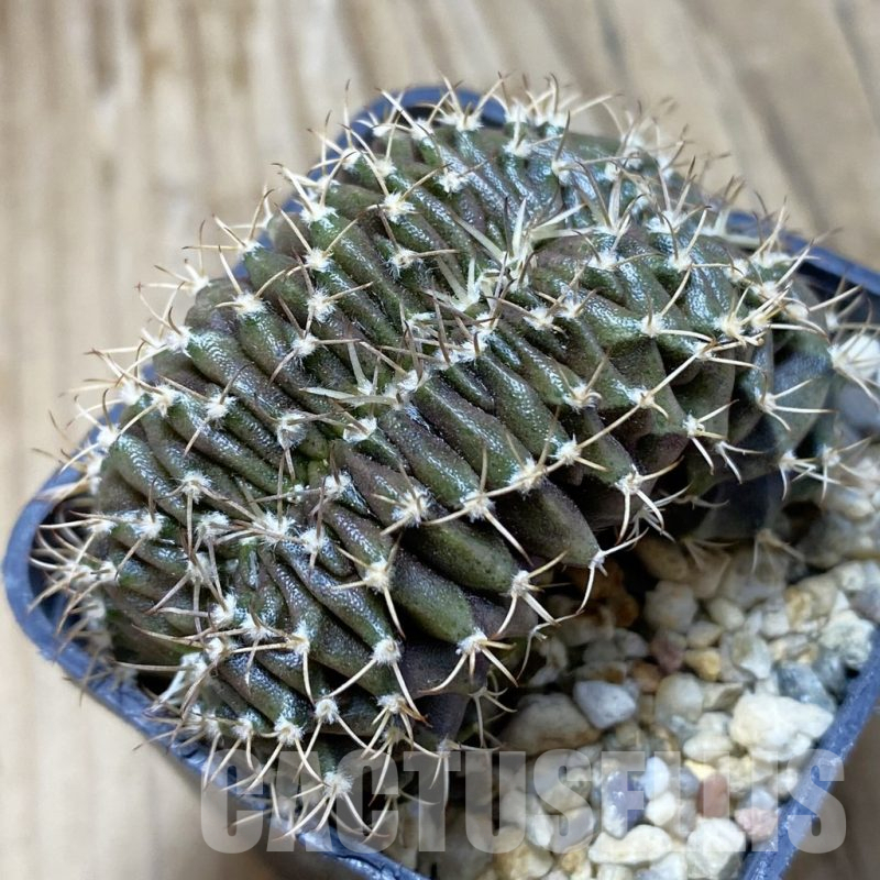 SH15267 Gymnocalycium mihanovichii f. cristata, seedling