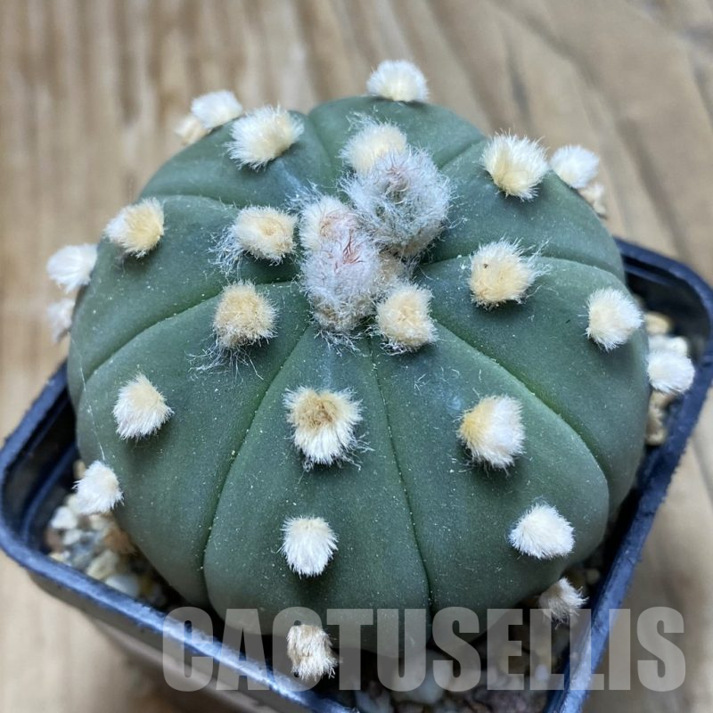 SH15273 Astrophytum asterias ‘Ooibo’