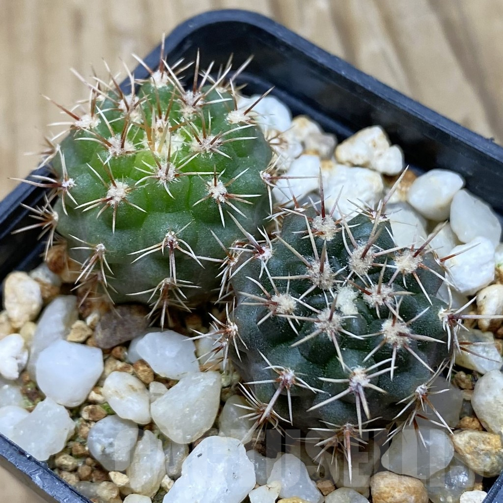 SH15251 Gymnocalycium gibbosum v. ventanicola P94, 2 plants