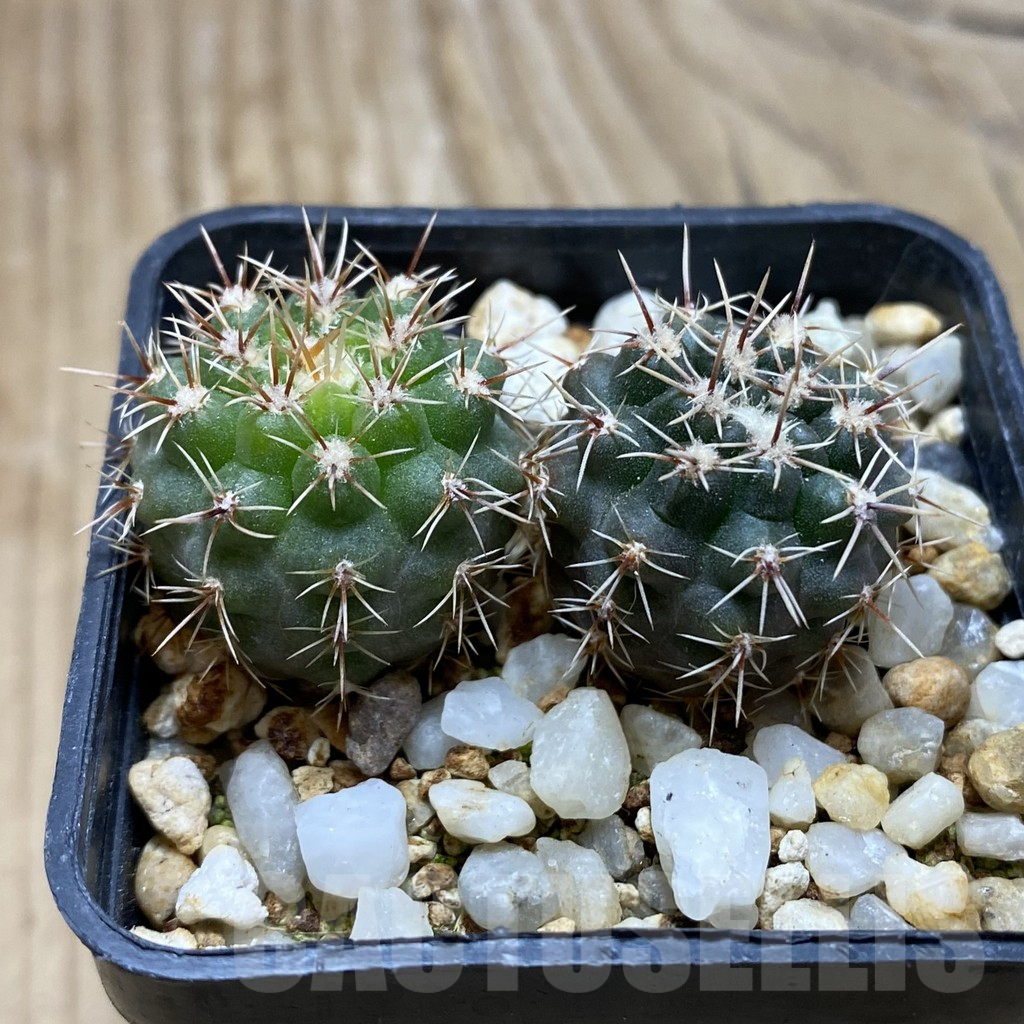 SH15251 Gymnocalycium gibbosum v. ventanicola P94, 2 plants - Image 2