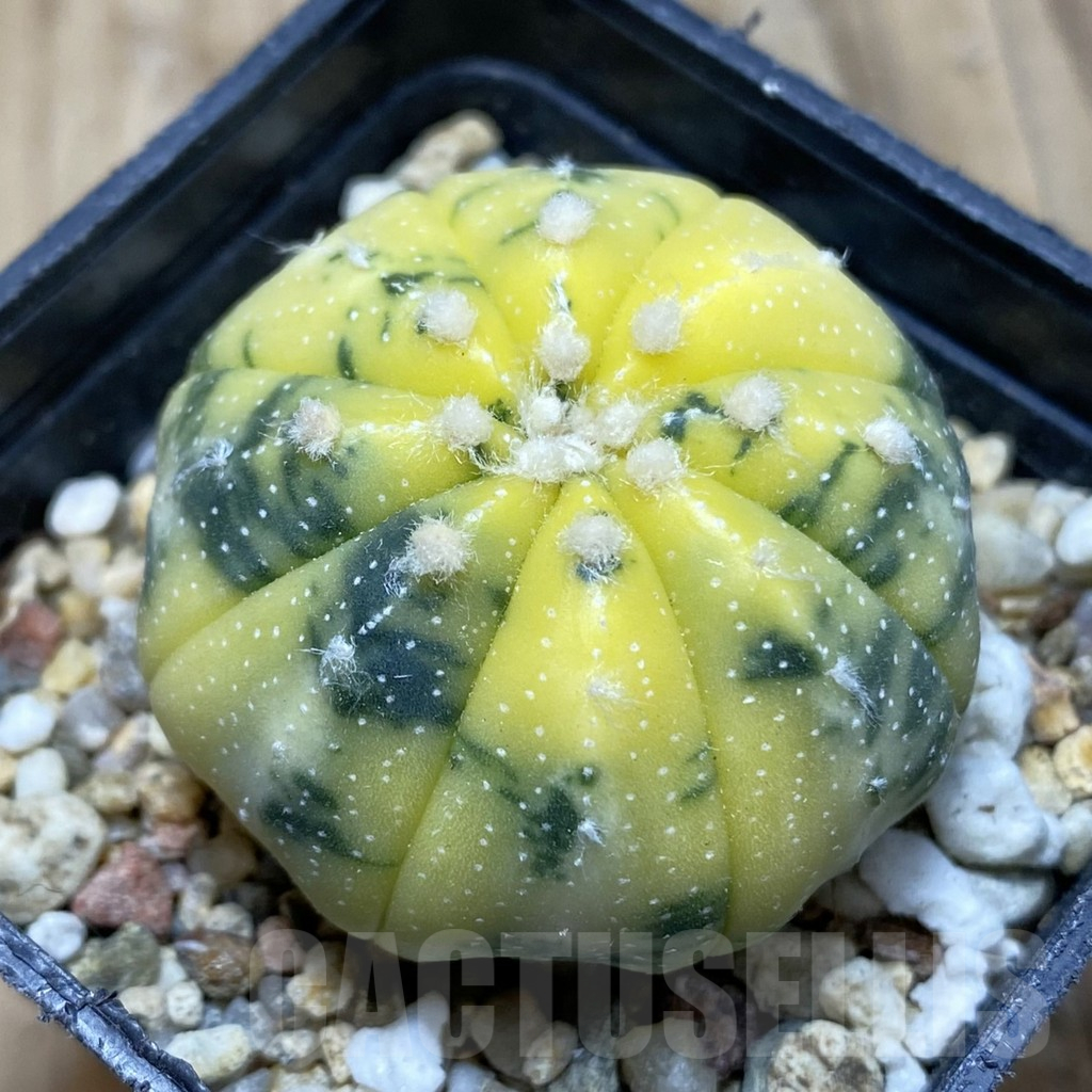 SH15448 Astrophytum asterias f. variegata