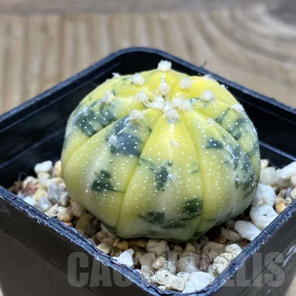 SH15448 Astrophytum asterias f. variegata - Obrázek 2