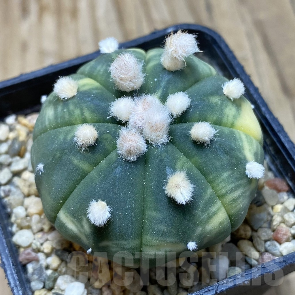 SH15450 Astrophytum asterias f. variegata