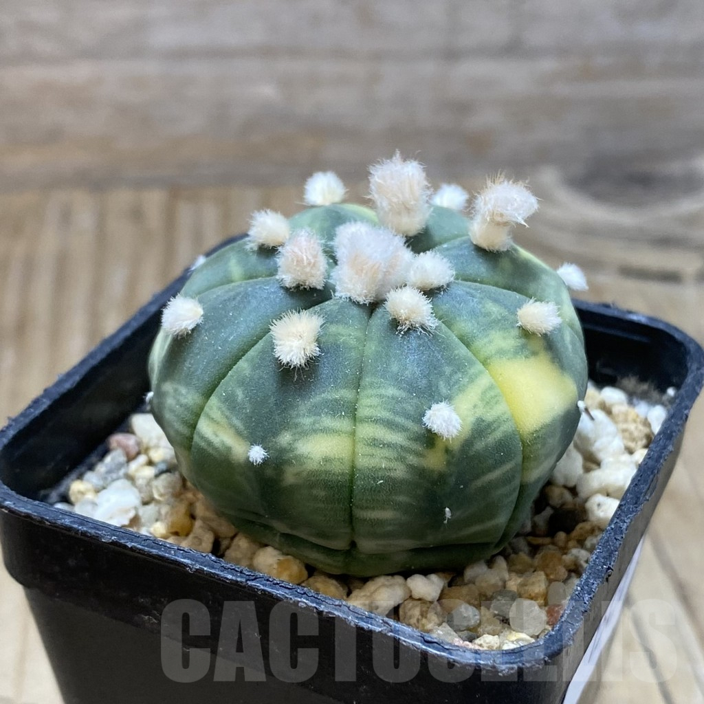 SH15450 Astrophytum asterias f. variegata - Image 2