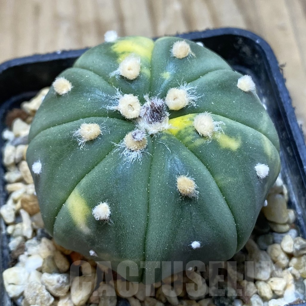 SH15451 Astrophytum asterias f. variegata