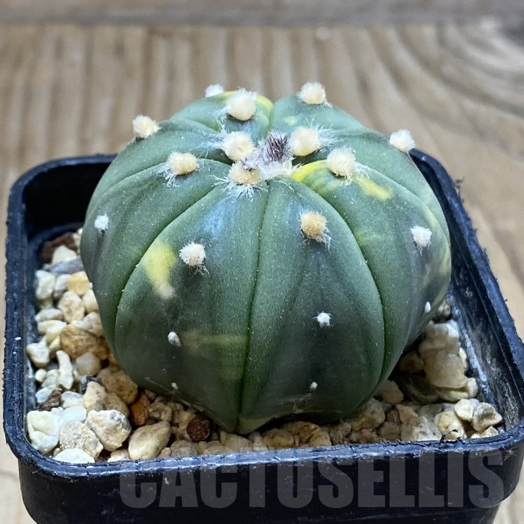 SH15451 Astrophytum asterias f. variegata - immagine 2