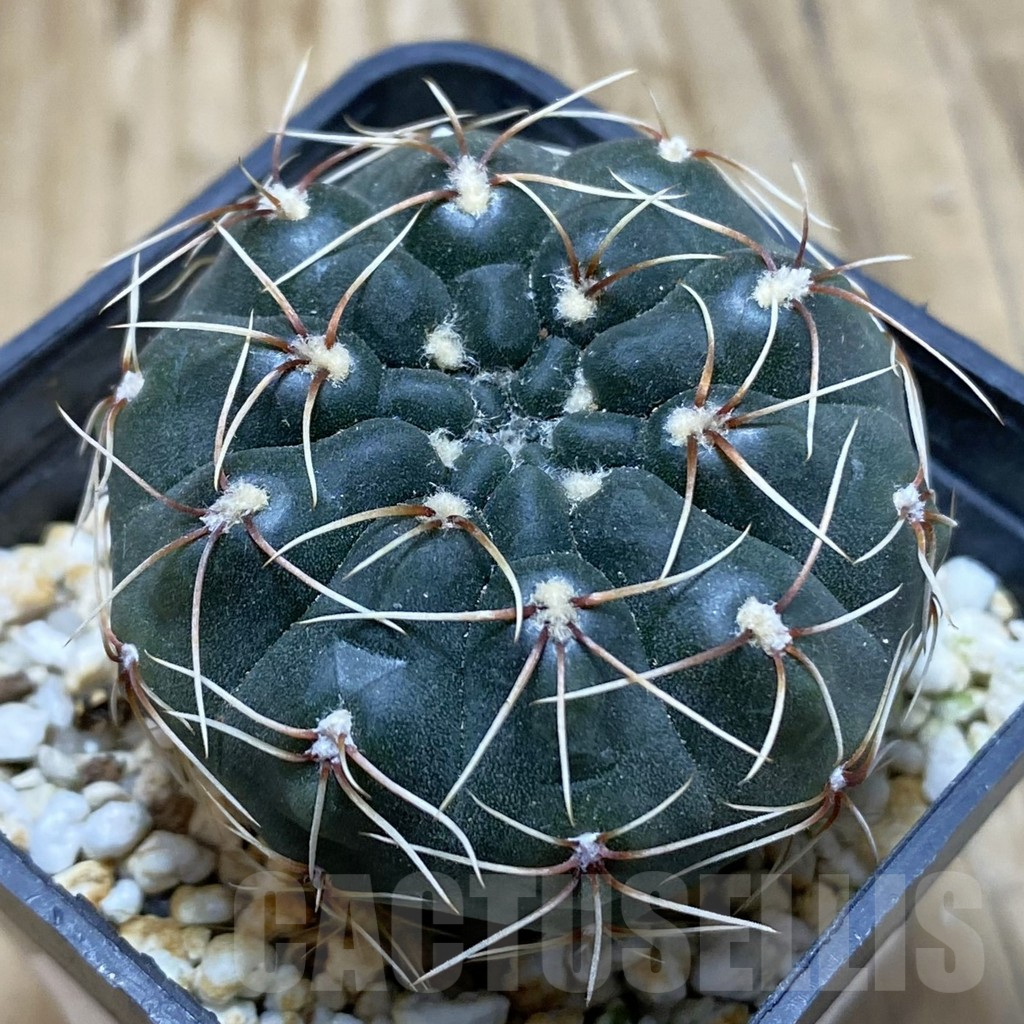 SH15452 Gymnocalycium baldianum