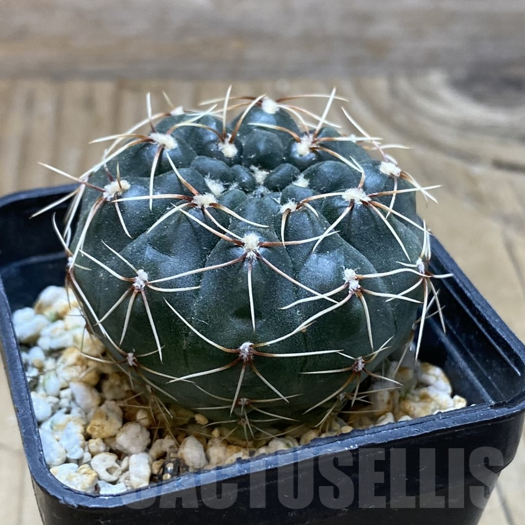 SH15452 Gymnocalycium baldianum - immagine 2