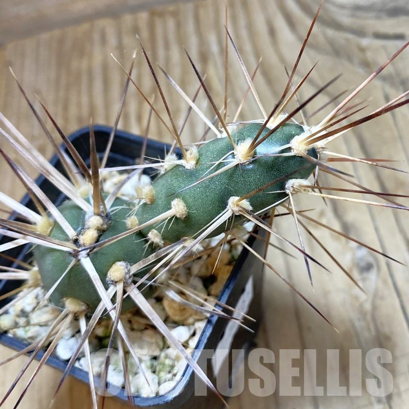 SH15456 Maihueniopsis glomerata