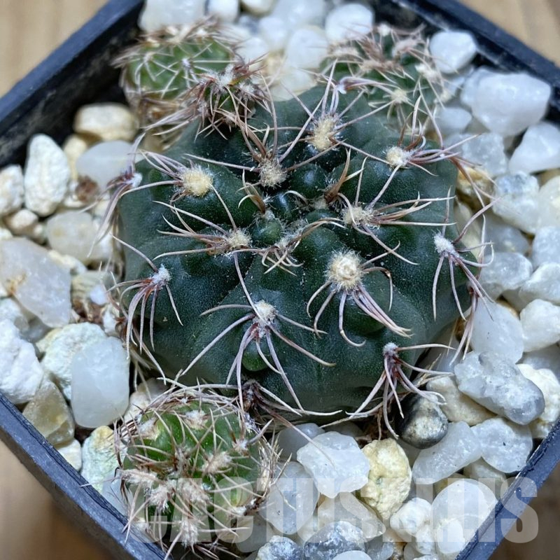 SH15421 Gymnocalycium affine RER 448