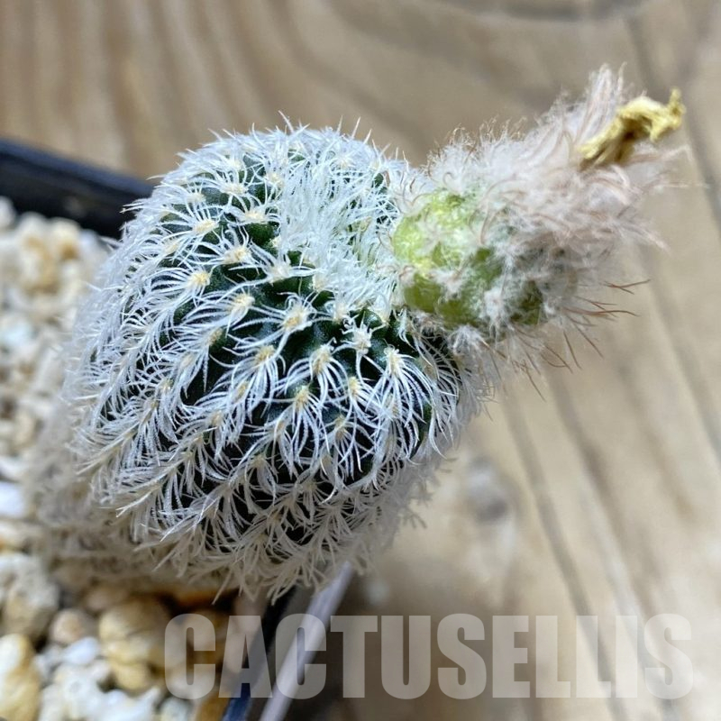 SH15424 Frailea densispina