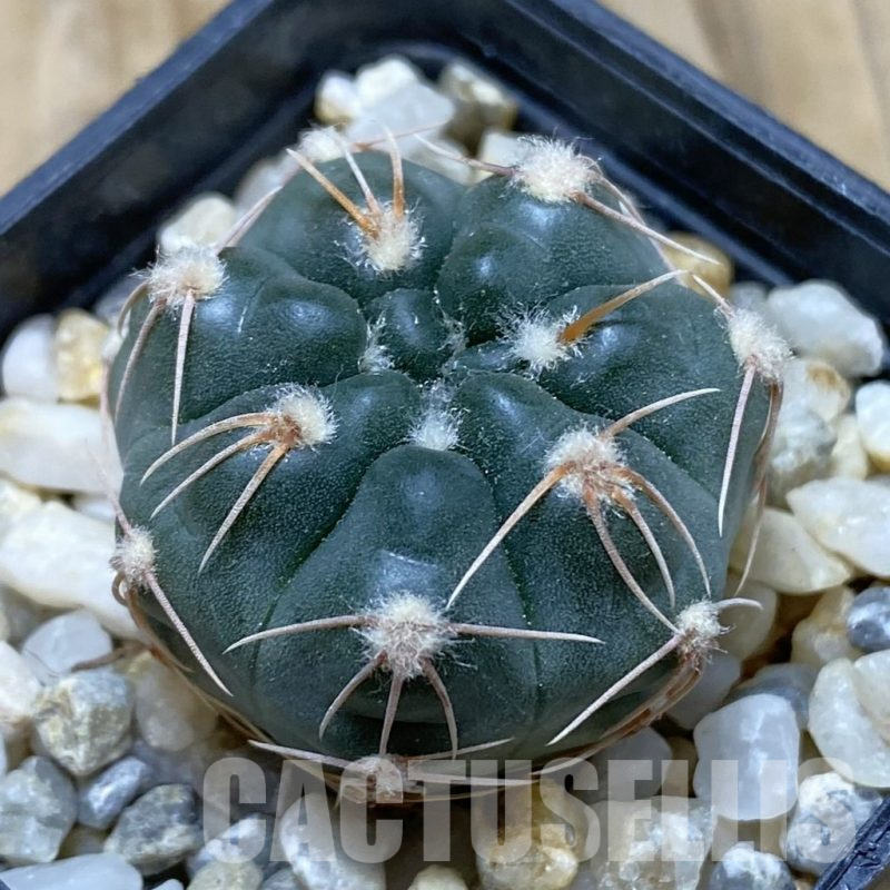 SH15425 Gymnocalycium sp. MM650
