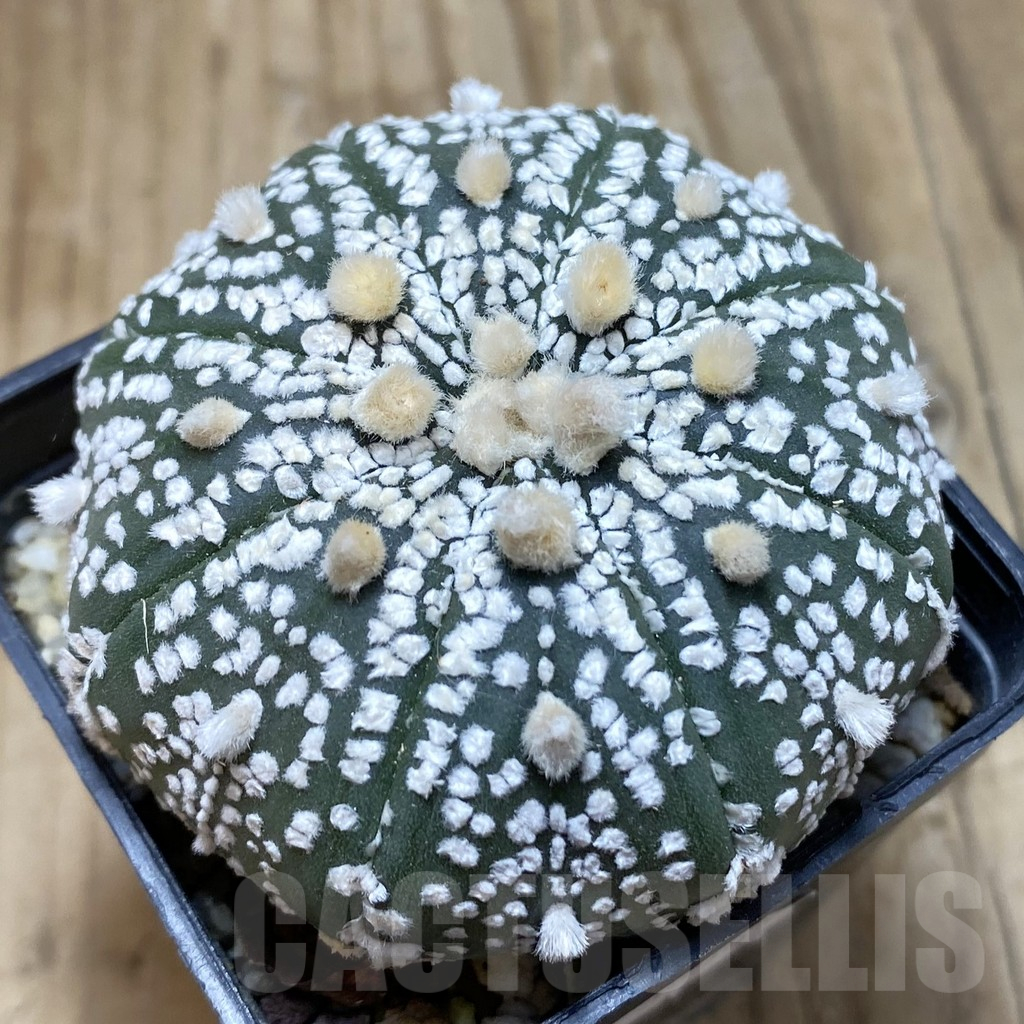 SH15429 Astrophytum asterias ‘Super Kabuto’