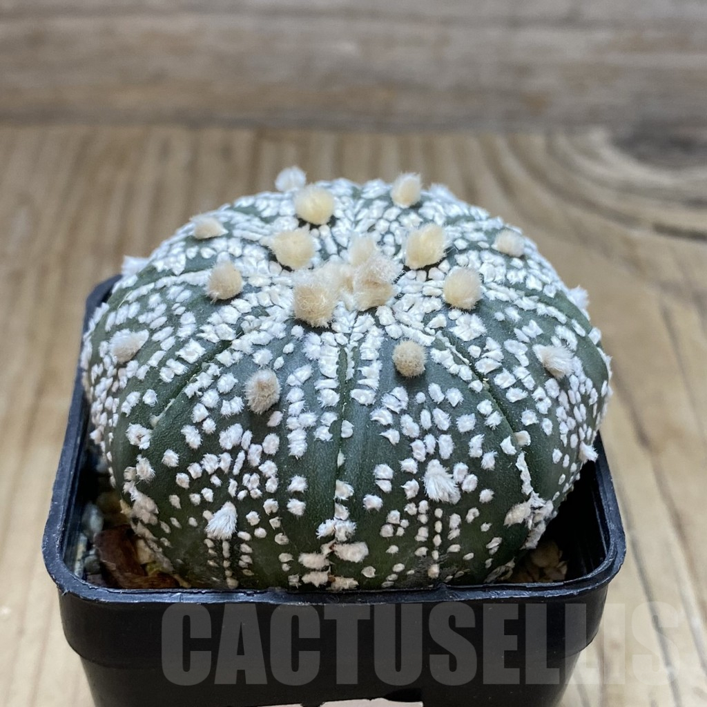 SH15429 Astrophytum asterias ‘Super Kabuto’ - Image 2