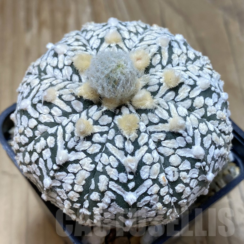 SH15431 Astrophytum asterias ‘Super Kabuto’ V-type