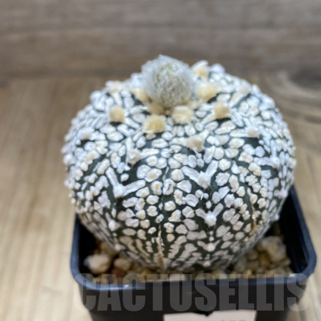 SH15431 Astrophytum asterias ‘Super Kabuto’ V-type - Image 2