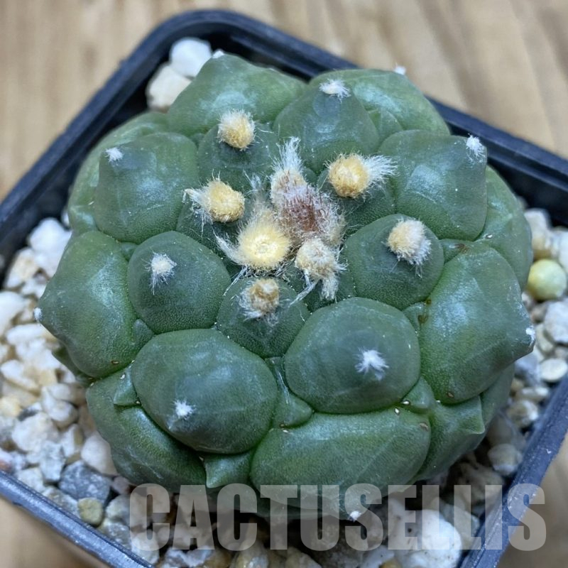 SH15434 Astrophytum asterias ‘Kikko’