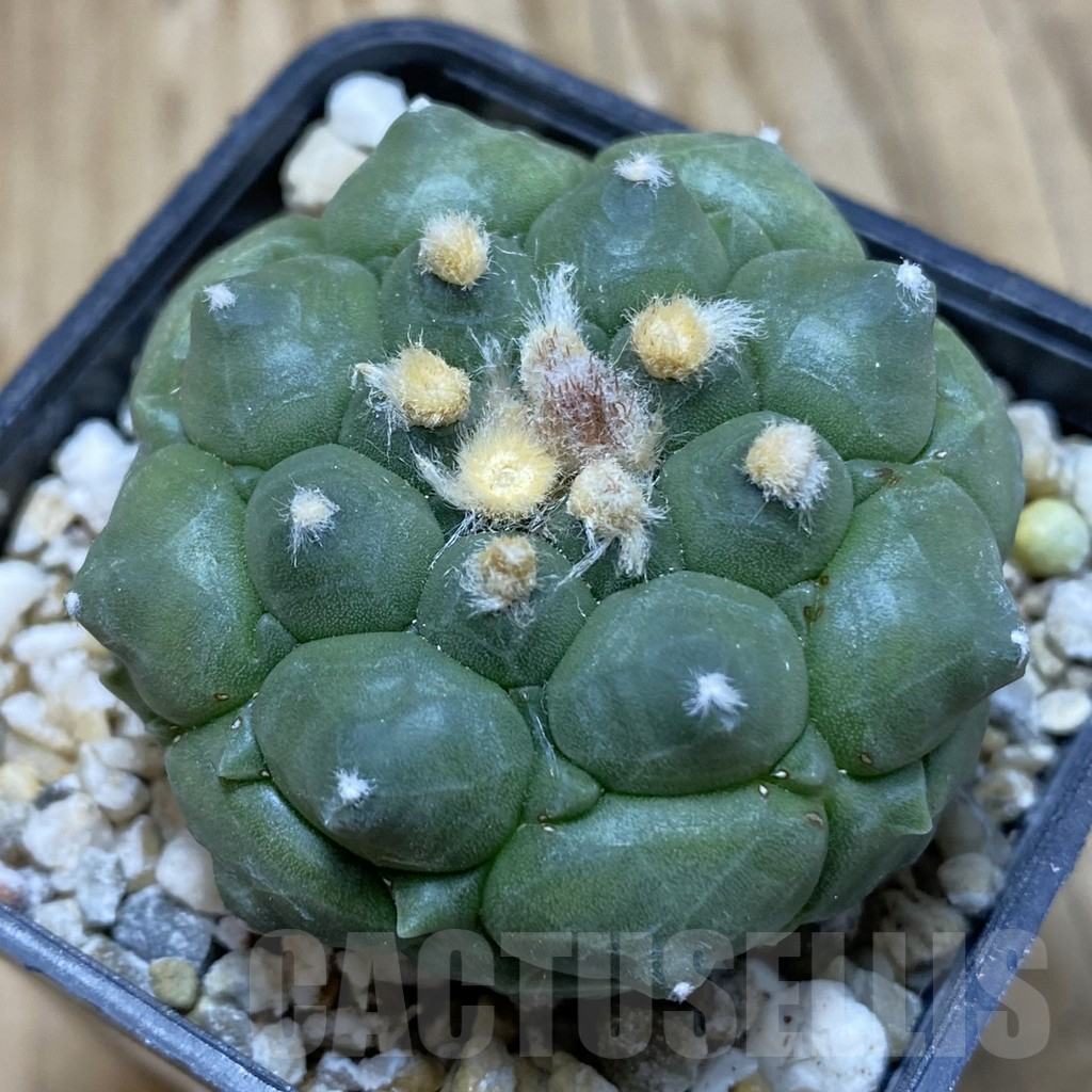 SH15434 Astrophytum asterias ‘Kikko’