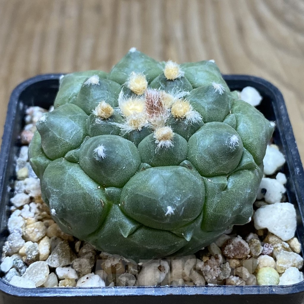 SH15434 Astrophytum asterias ‘Kikko’ - immagine 2