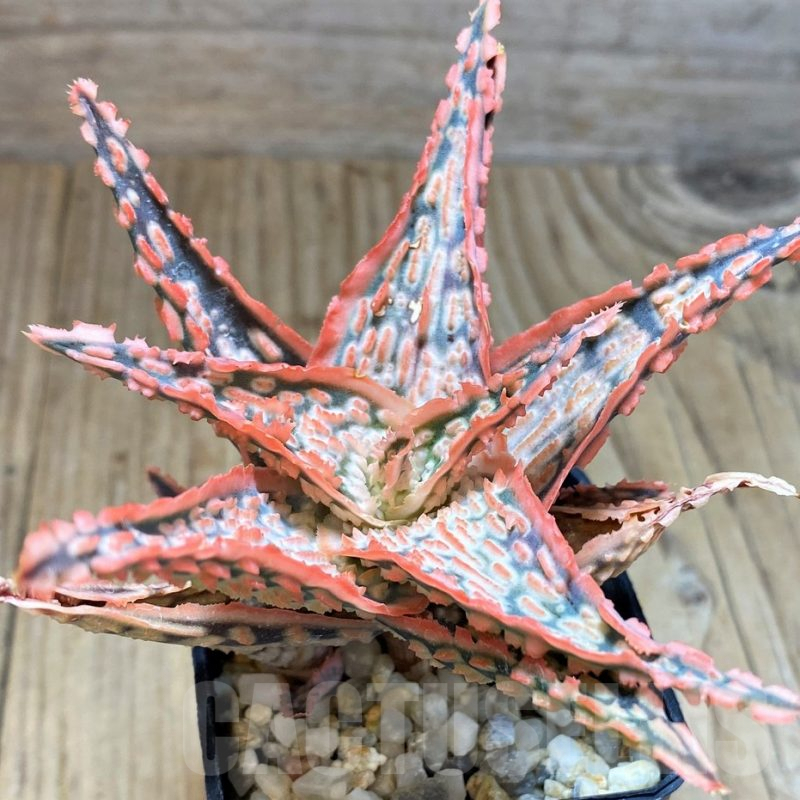 SH1181 Aloe TCT hybrid