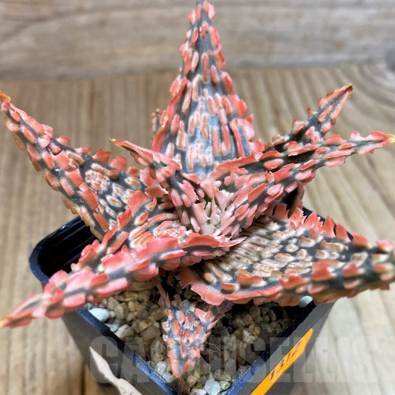 SH1312 Aloe TCT hybrid